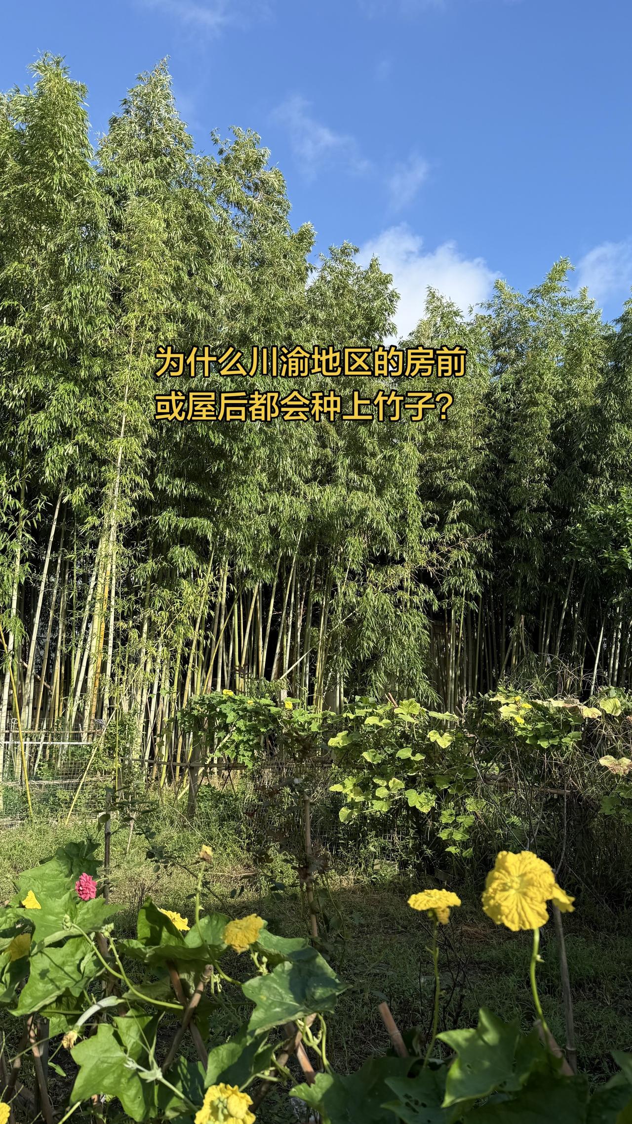 你的老家也种竹子吗？