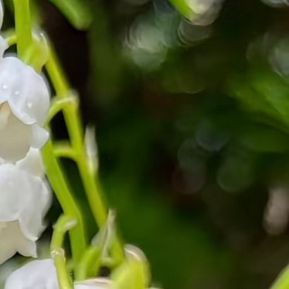 0000铃兰的种植方法1. 栽培方式：腐叶土+泥炭+珍珠岩，疏松肥沃微酸性腐殖土