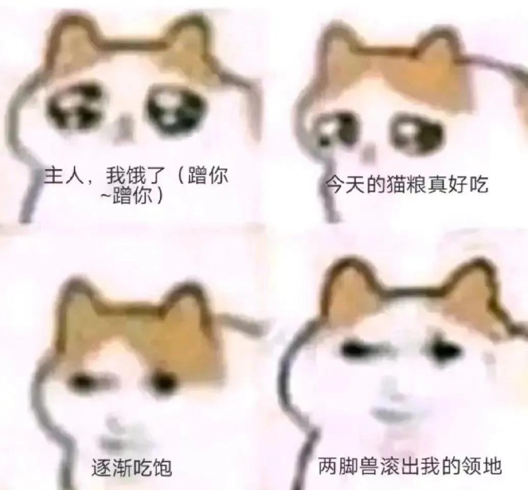 这是不是你家猫的状态