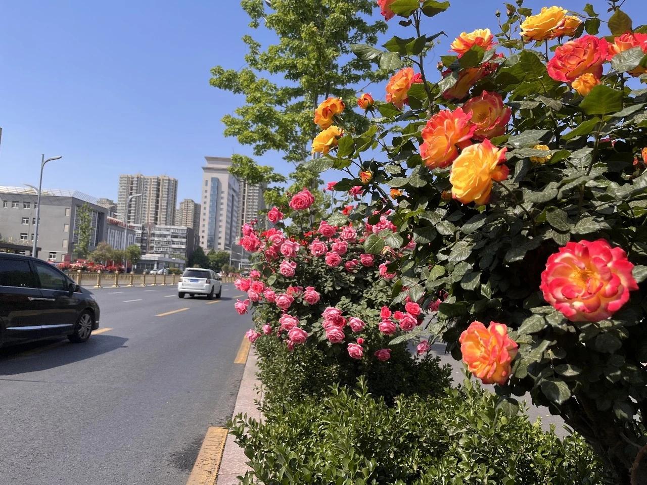 【石家庄市区主要道路的月季迎来盛花期】近日，石家庄市的月季迎来盛花期，在市区内裕