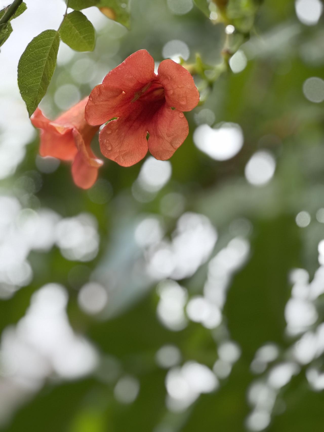 哪位有手机拍摄的凌霄花秋末初冬的凌霄花