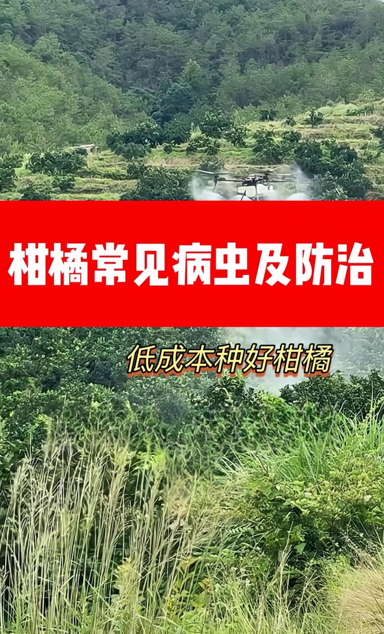 柑橘常见病害大全,低成本种植柑橘柑橘种植 果树管理 柑橘虫害 柑橘病虫害