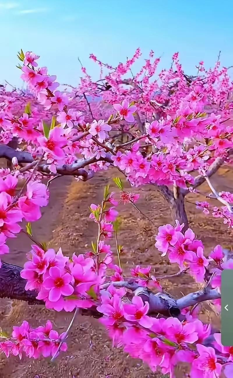 孝，不在远，在当下
 
孝顺从不是惊天动地的誓言，而是藏在日常小事里的真心。
 