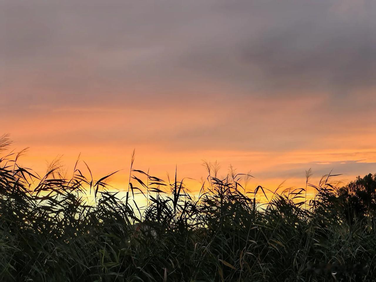 苇浪摇落日，满目皆温柔。
风吹过芦苇的时候，恰好接住落日一缕橘色的碎光。远处的天