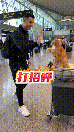 偶然刷到这段画面，瞬间被这个有趣的偶遇逗乐了。
机场大厅里，一只胖乎乎的橘猫稳稳