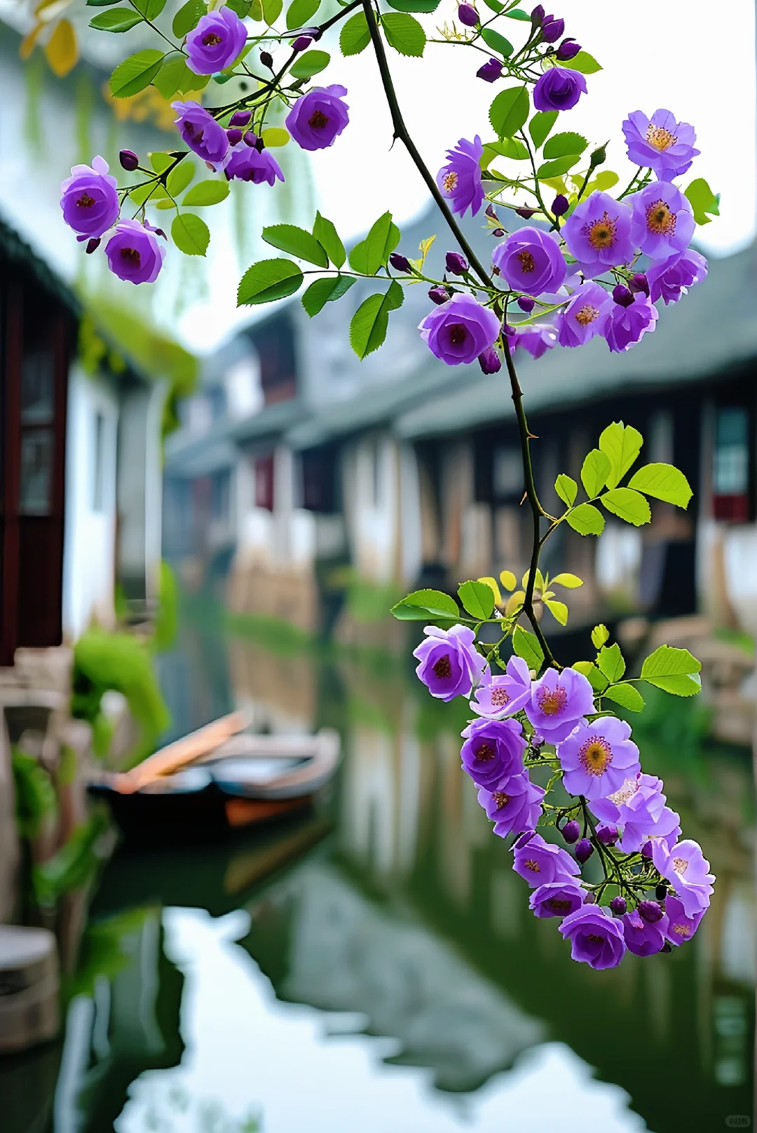 紫色蔷薇花