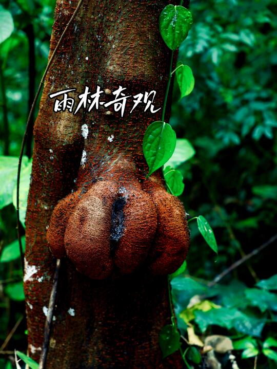 西双版纳热带雨林，到底有多惊喜❓