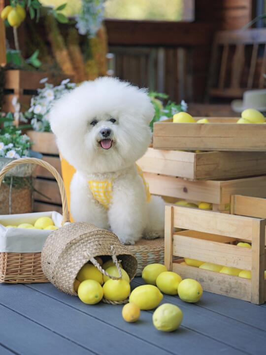 柠檬小狗
