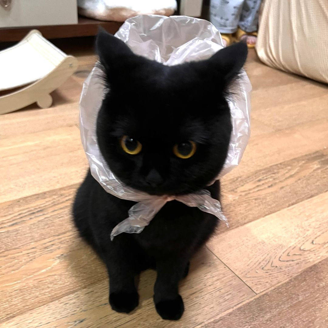 干嘛生气 你不是说你最喜欢塑料袋了吗