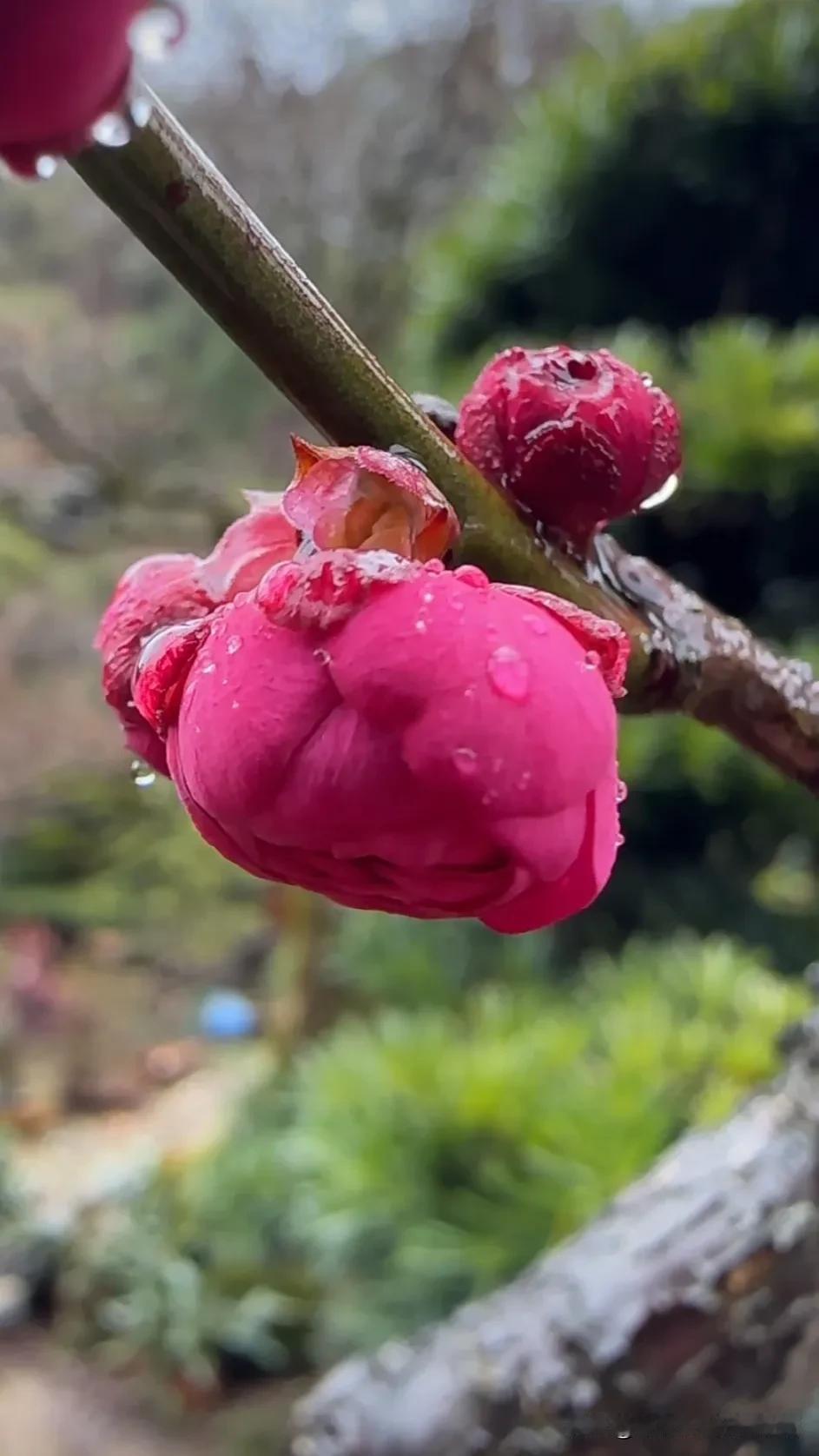 春雨润花开，粉嫩如梦。艳丽花朵随拍 盛开的花蕾 镜头下的春花