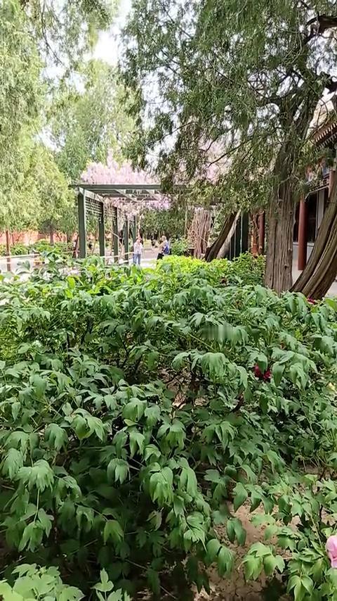 我是李易恒，今天讲三杠十的内容。这些的原文是：帝自祭冠而王者，吾不欲观之矣。帝古