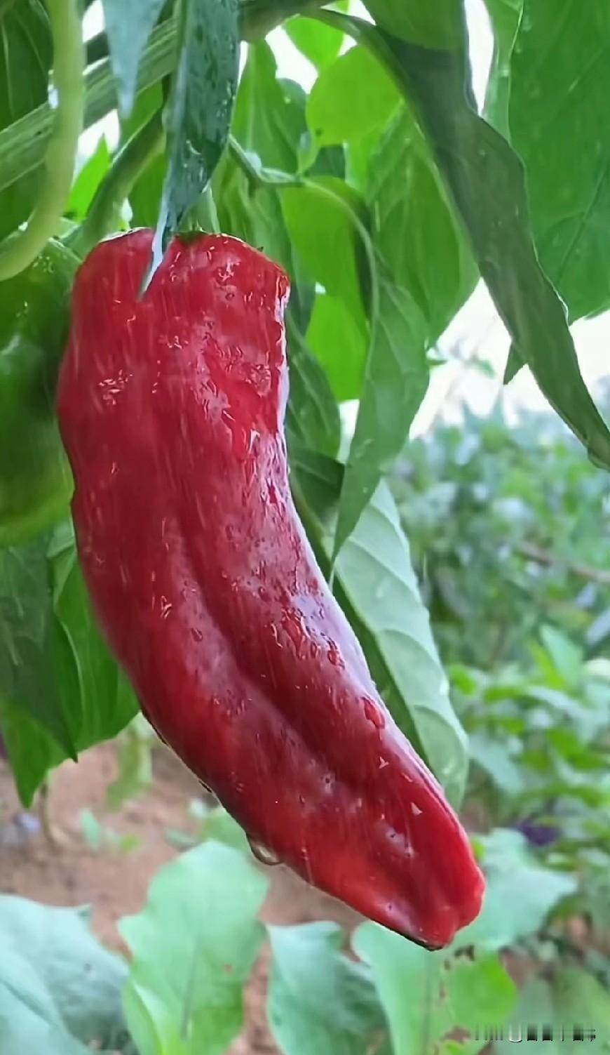 前夫为向新欢表忠心，竟当着新欢的面对我大打出手。如今他瘫痪在床，谁都别劝我大度。