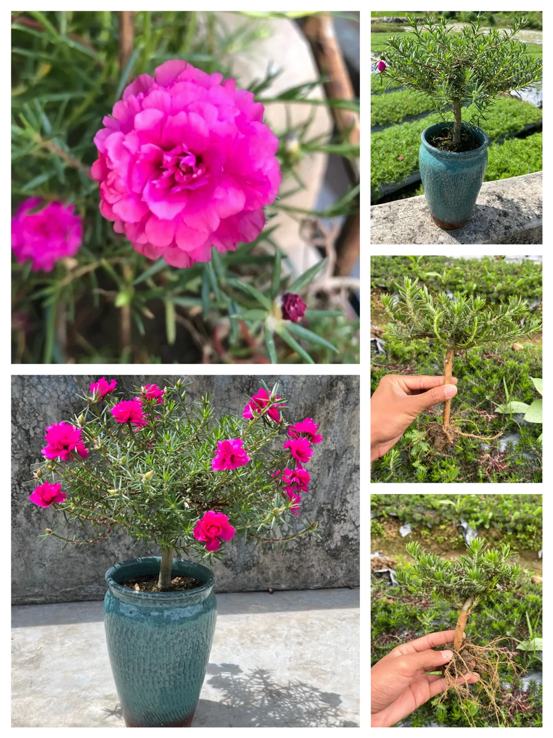 养了2年的太阳花老桩