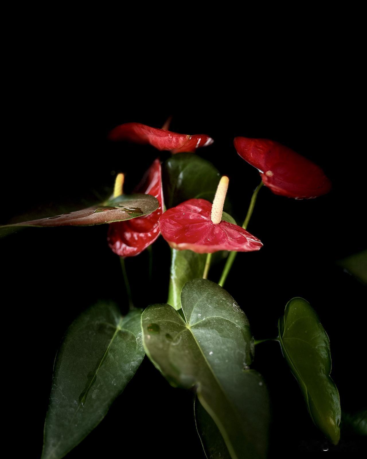 暗夜花团—红掌（随手拍）。平日里匆匆走过，未曾留意，今日细细端详，才捕捉到这美的