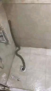 凌晨一点家中惊现长蛇，阜阳女子吓得手足无措！
 深更半夜归家，本想放松休憩，却撞