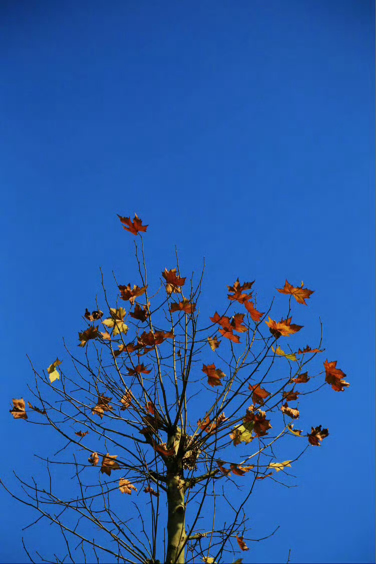 人生是一个漫长的旅程，看见各种风景，只是一种最普通的奖励；能看见身在风景中的自己