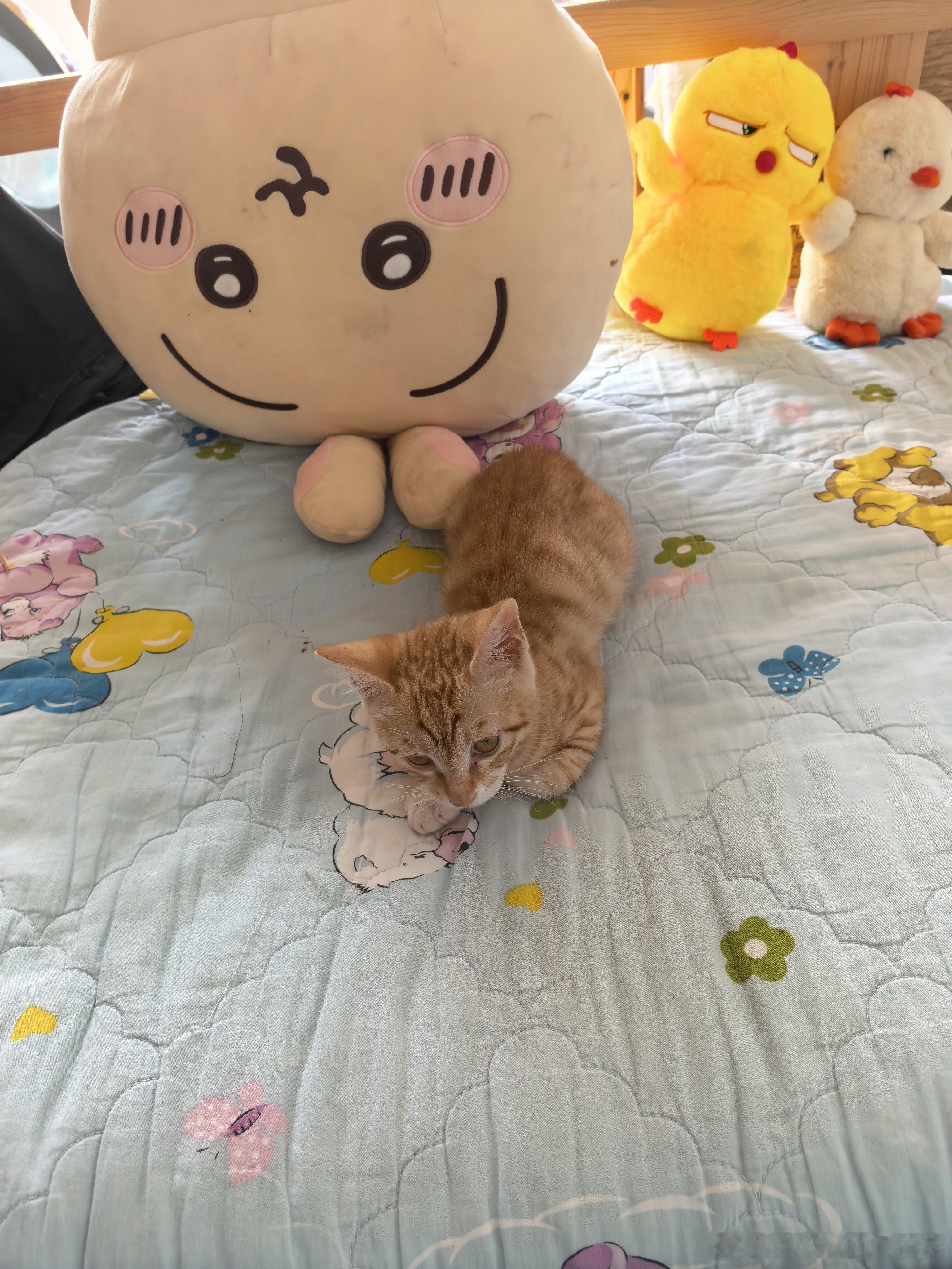 瓶干，孩子在武汉救肋的一只奄奄一息的小猫，治疗后养了两个月依然好瘦，前几天刚刚乘