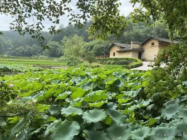 鹧鸪天·凌晨的阳雀蝉鸣
（2025年5月12日）
星斗阑珊月影胧，东方欲晓夜将终