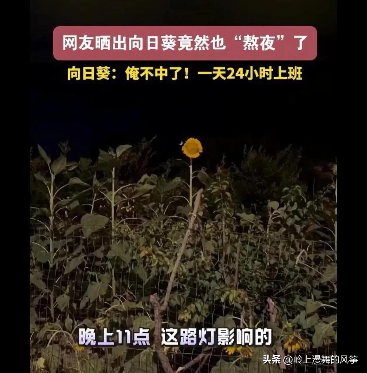 科普一下:向日葵因为面向太阳而得名，日落西山的时候，他们一般是静止不会动的，直到