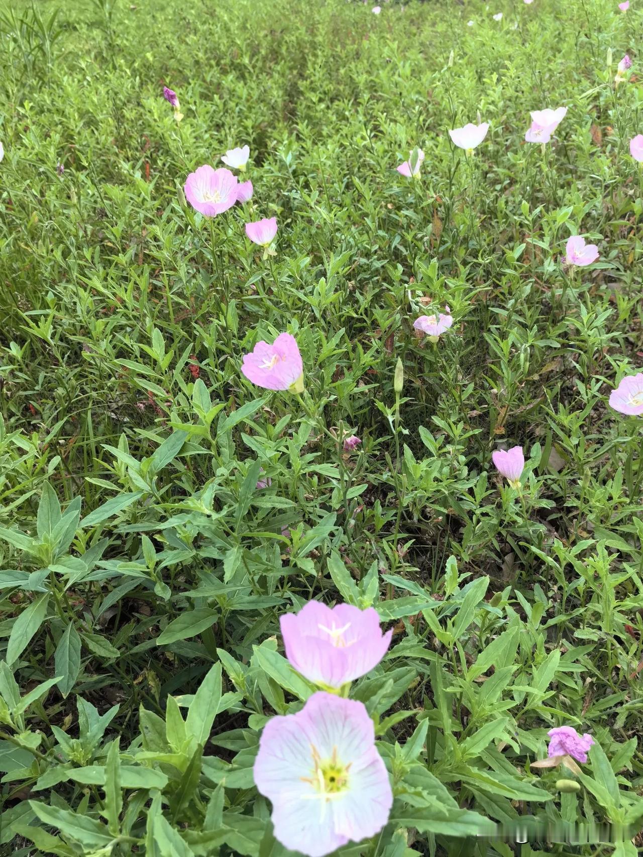 早上好！弘一法师说凡是你想控制的，其实都控制了你，当你什么都不要时，天地都是你的