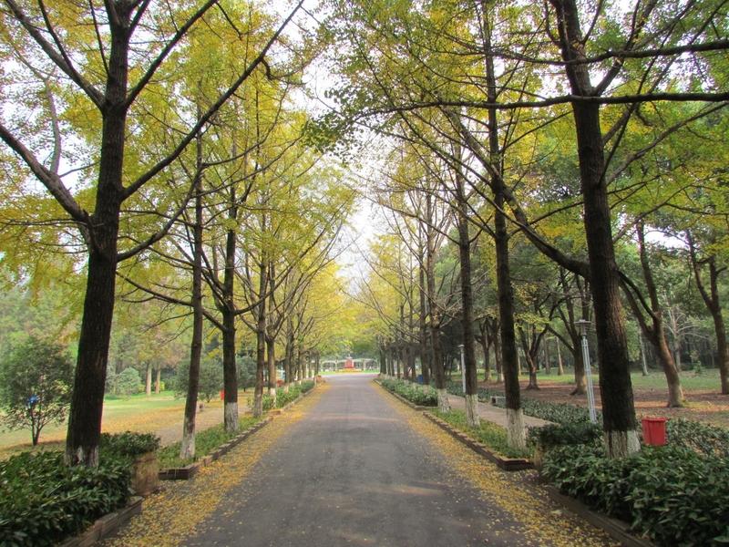 一张图证明秋天来了 要一张图证明秋天来了，我脑海里立马浮现出两种画面。
一种是果