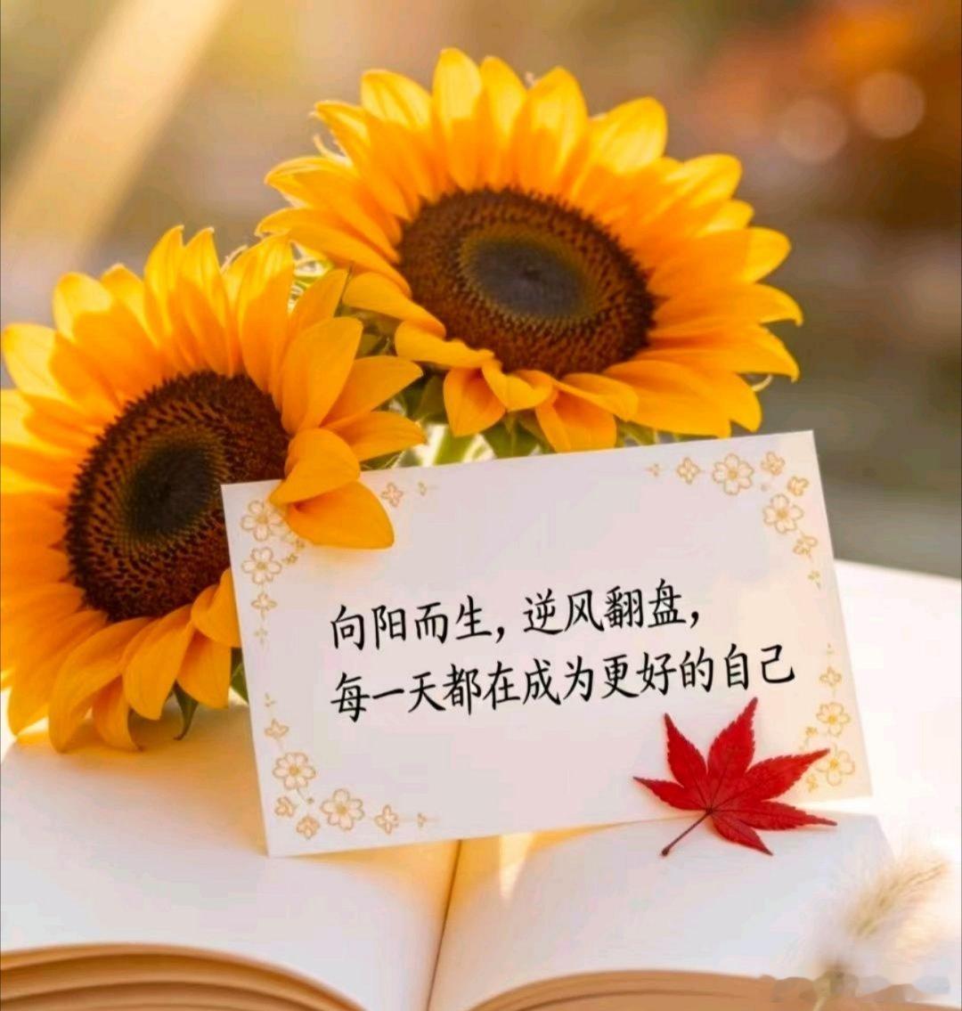早安 🌻 向阳而生，逆风翻盘不抱怨，不放弃，把每一次挫折都当成成长的养分，把每