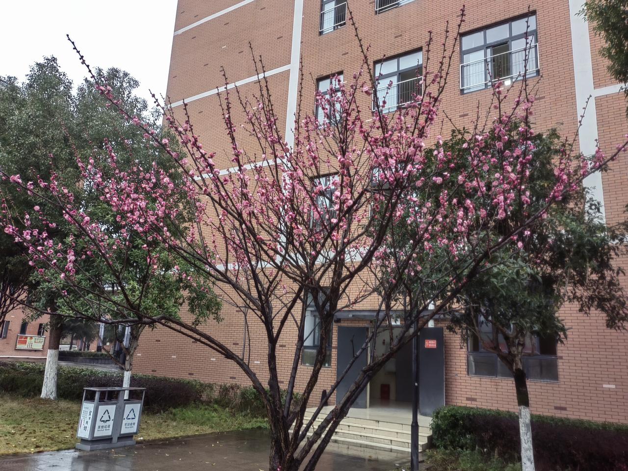 寒风凛冽百花凋
唯有梅花很妖娆
迎着寒冷独自开
香气扑鼻挺美妙

       