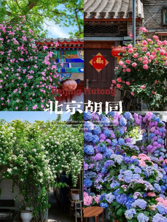 北京citywalk🌸五一不要错过胡同里烂漫繁花