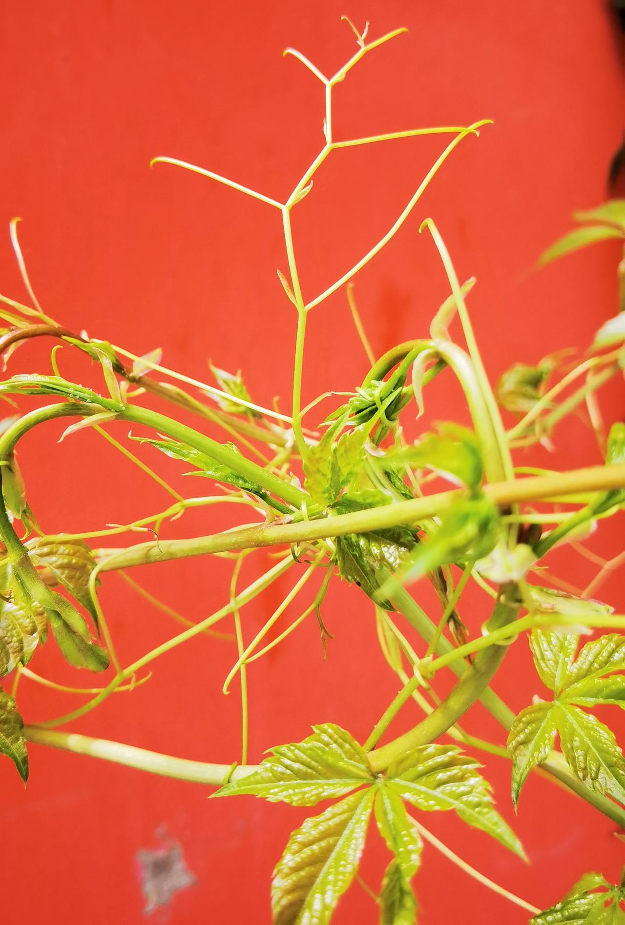 人类有故事
植物跟着学
长成这个样
自己在绕圈
细细去观察
确实很奇特