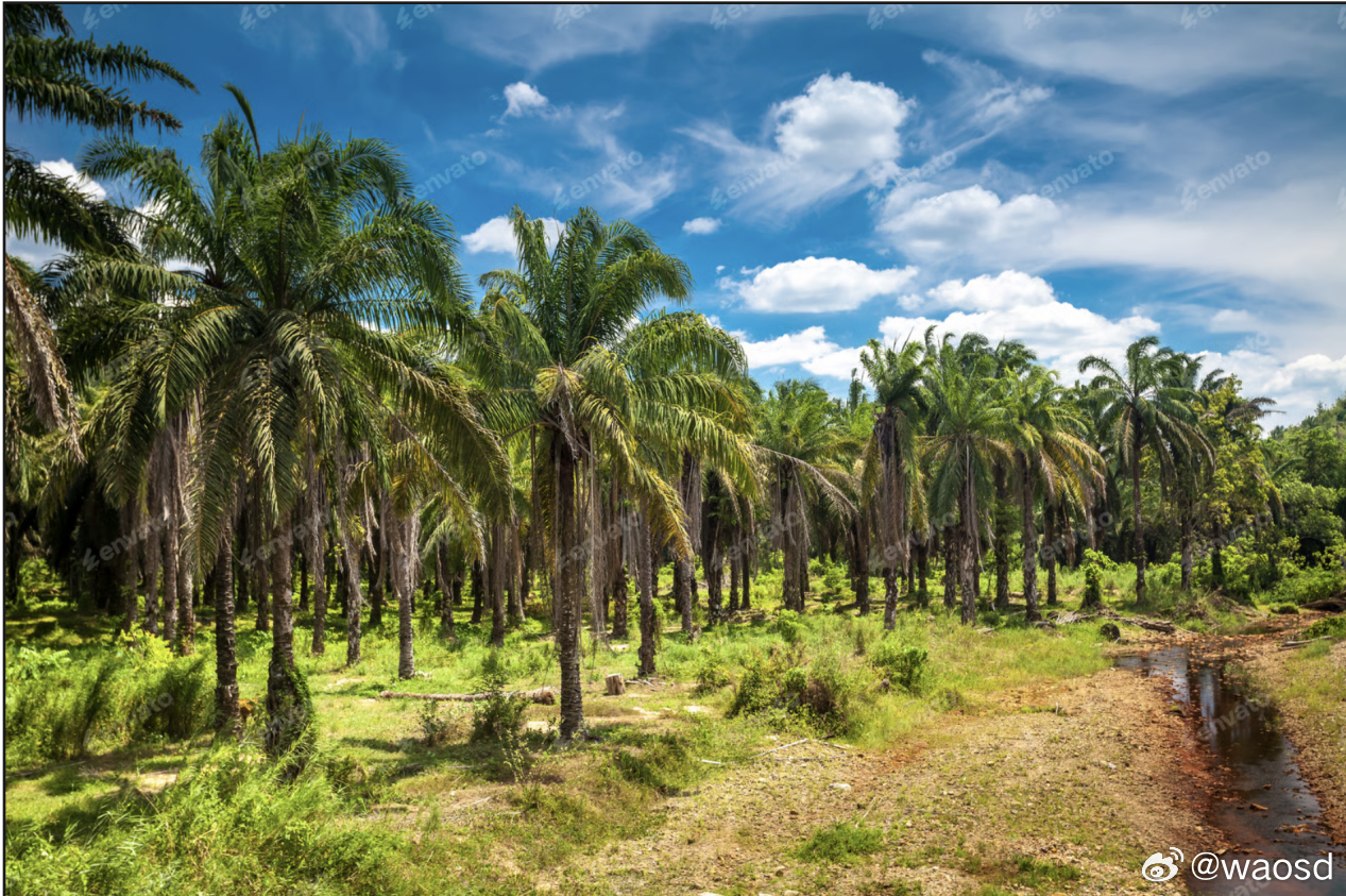 这支口红，可能来自一片被烧毁的雨林棕榈油，藏在日用品里的环境账你逛超市的时候，随