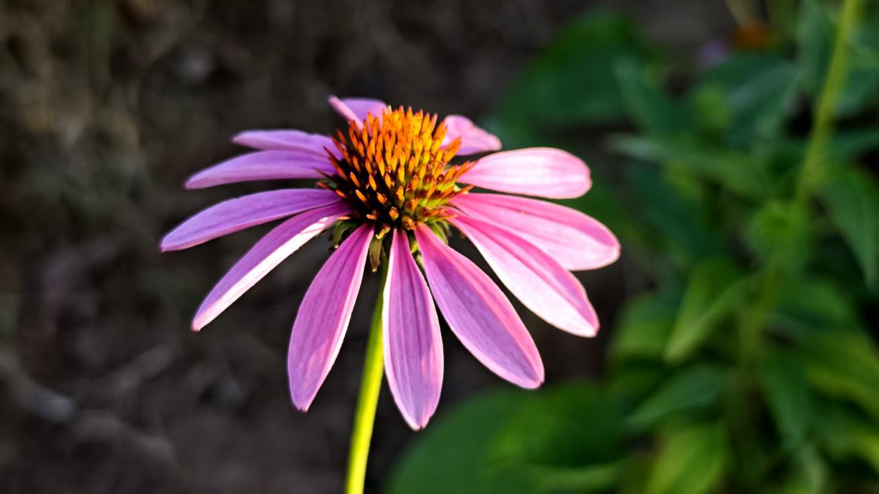 开在盛夏的菊花

依次为松果菊、万寿菊、日光菊。
总以为菊花属于秋天，岂不知开在