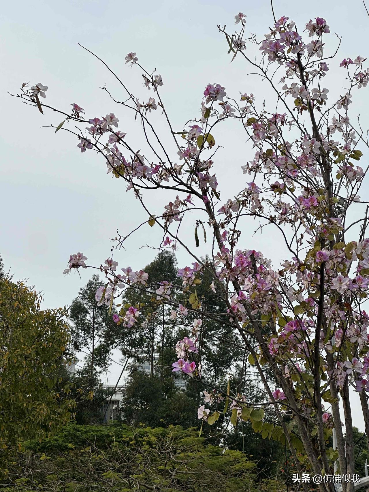 四月平安顺利！