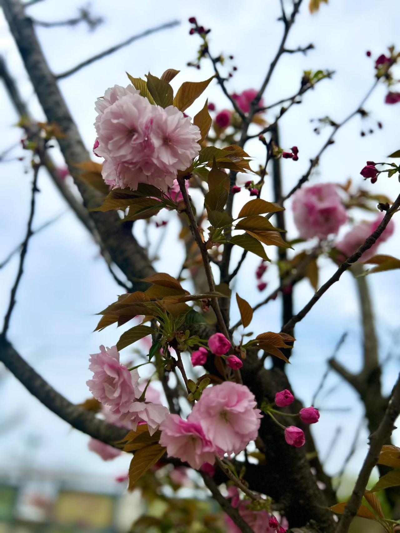 阳春三月，风和日丽。
踏青赏花，惬意舒心。

看鲜花娇艳，千娇百媚，赏心悦目，最