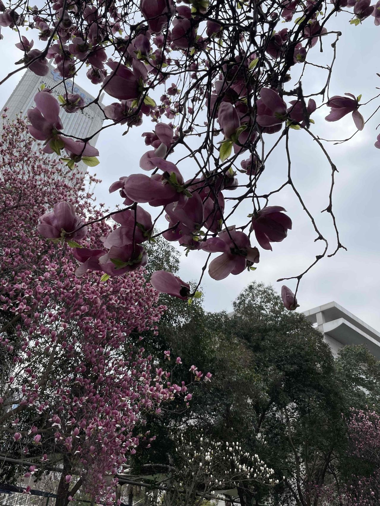 谁懂啊！在城市街头偶遇这一树紫玉兰，直接被狠狠惊艳到！💜

没有绿叶衬托，光秃