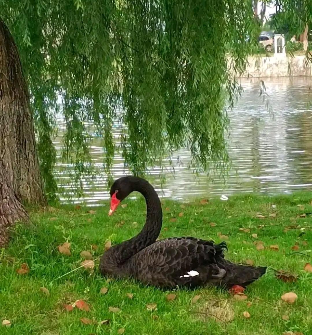 ＃白天鹅多见，黑天鹅你见过吗？
    我见过黑天鹅，太原植物园里有许多的黑天鹅