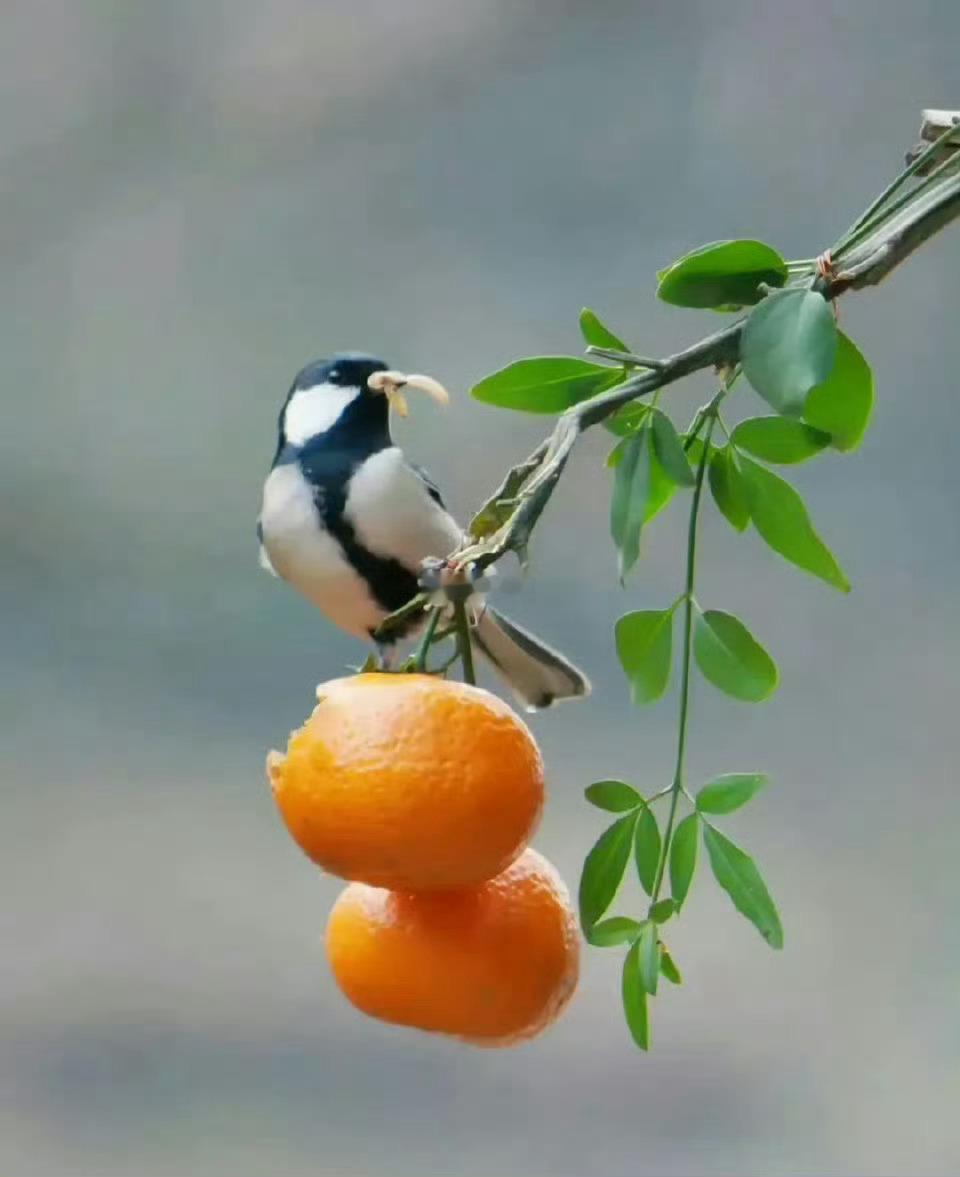 “  礼赞 · 吉事成双 …  ” 