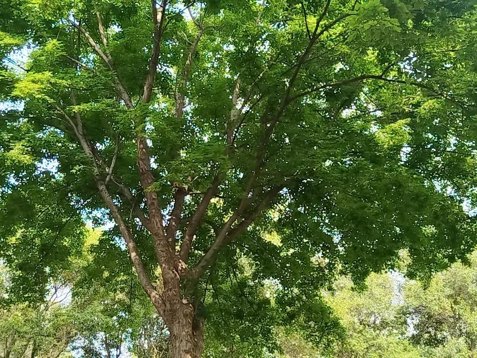 公园闲逛随手一拍