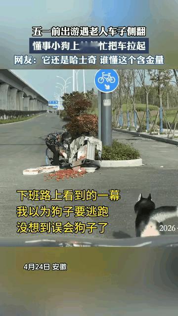 看完真的瞬间被治愈到！
谁能想到平时调皮拆家、憨憨傻傻的哈士奇，关键时刻居然这么