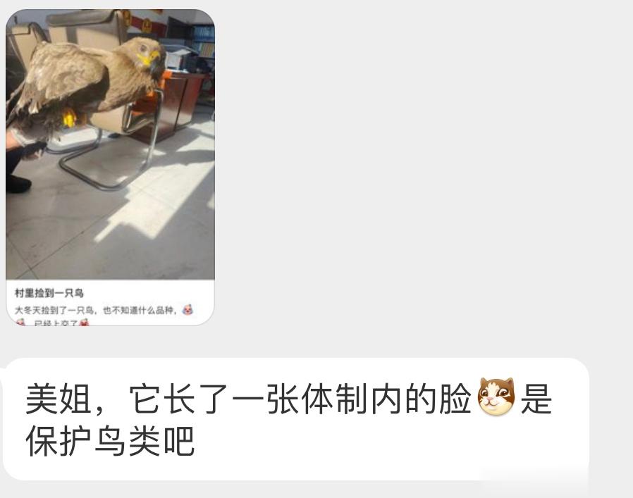 是一只呆呆的【草原雕】看着就很刑🙊一级保护动物 ​​​