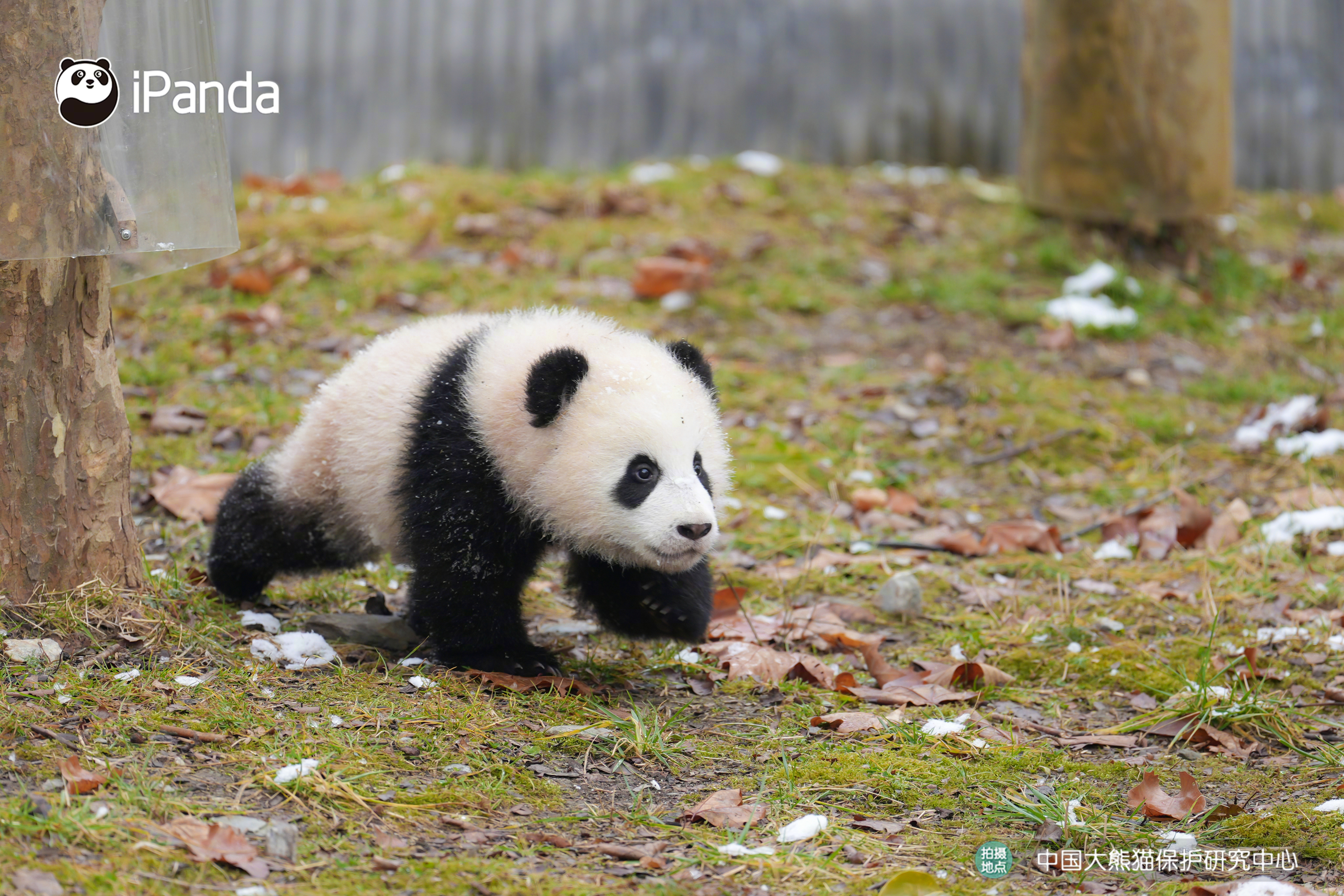 ❥ ฅ՞•ﻌ•՞ฅ是谁裹了一层“糖霜”？是甜甜的熊猫宝宝呀！快来咬一口～🐼🍬