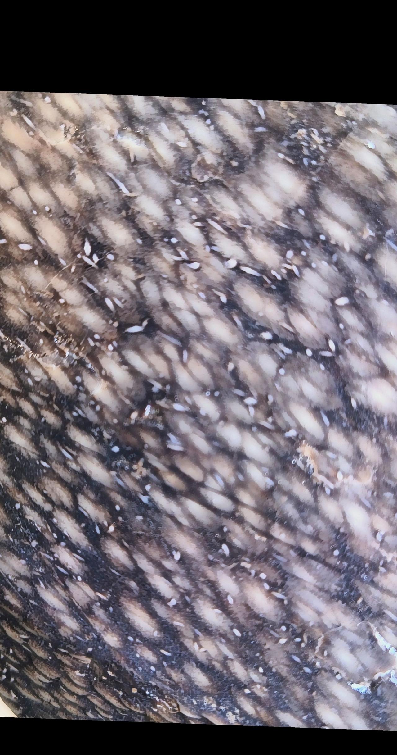 上热门话题🔥🔥🔥 
陨石 
角砾岩 月球陨石 月球角砾岩陨石