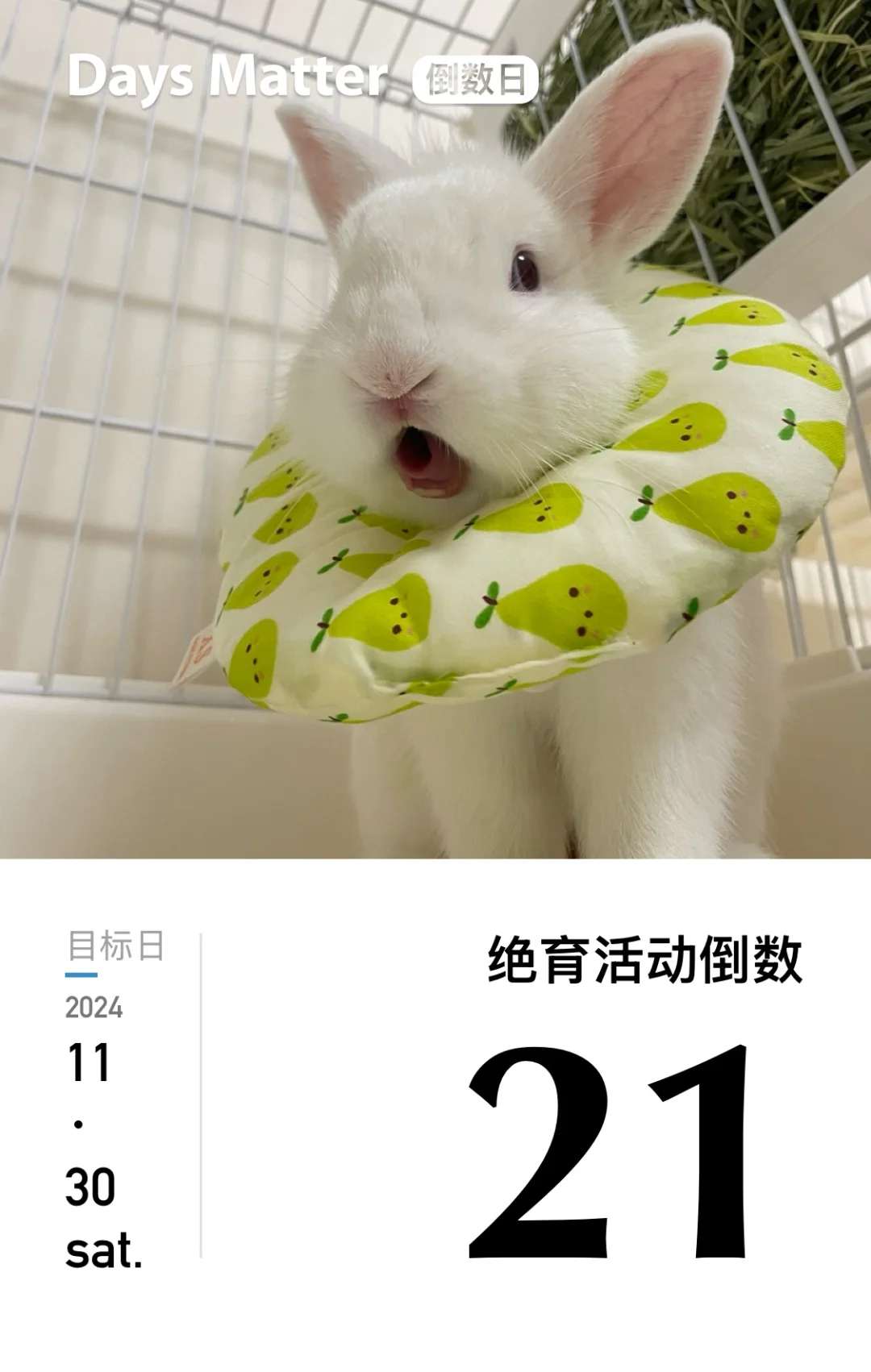 济南兔子绝育活动