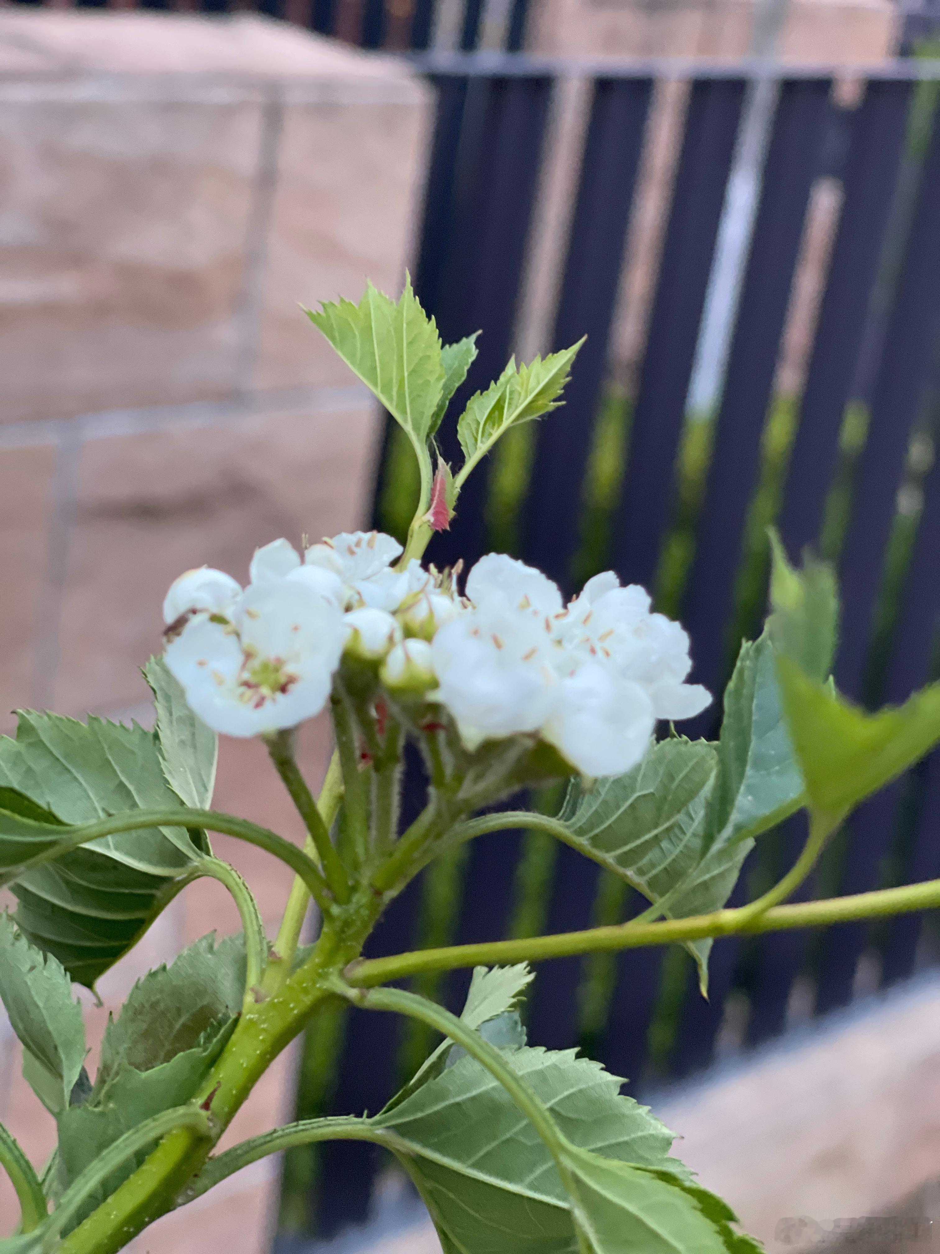 山楂树开花啦