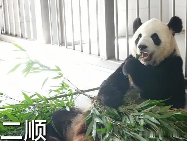 昨天，重庆动物园更新了5位在非展区生活的可爱大熊猫的日常，它们是:二顺、莽仔、兰