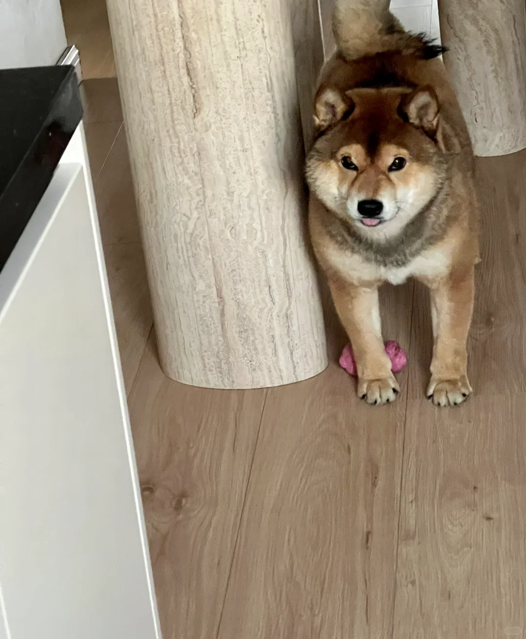 🐶：欲情故纵一下～可不能让他们摸到💧