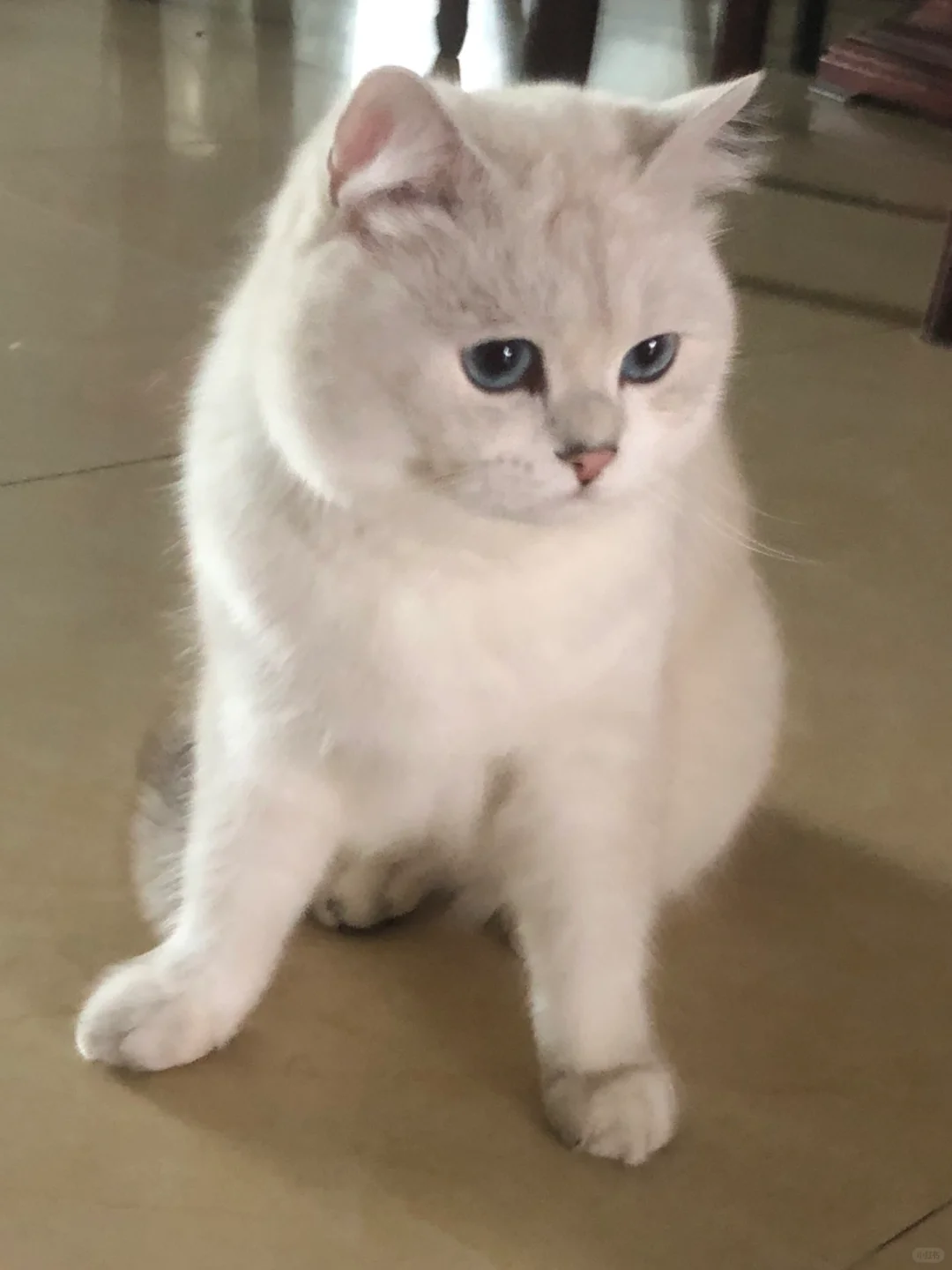 又被可爱一激灵