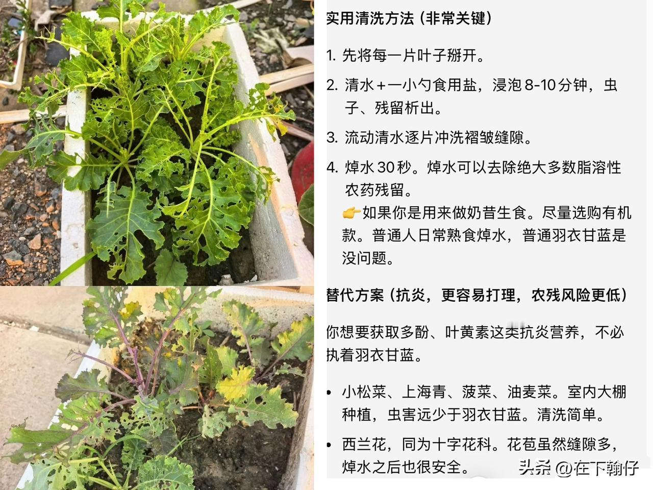 网红羽衣甘蓝要警惕农残风险！榜单第二，最多检出21种农药，还能吃吗？

近年来，
