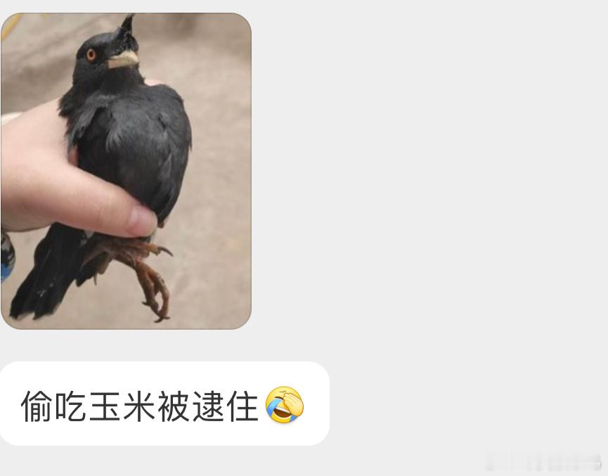 偷吃玉米🌽被捉拿归案的【八哥】呆呆的样子（给它放了就行 ​​​