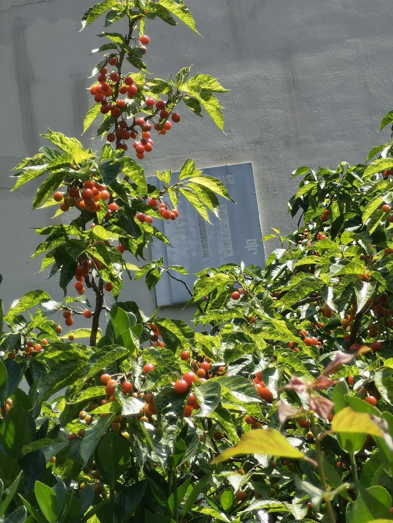 今天读到了刘震云老师小说中的一段话，太扎心：

"人给牲口起名是为了使唤，有名字