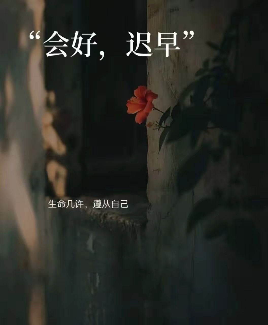晚安如果有一天你突然觉得自己不太容易生气了，别人说话你也懒得计较了，一天天也没有